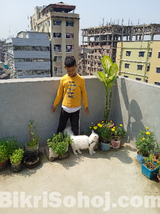 পার্শিয়ান বিড়াল
